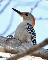 Melanerpes carolinus