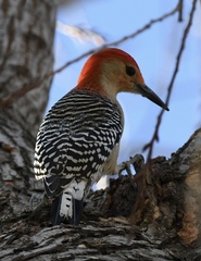 Melanerpes carolinus