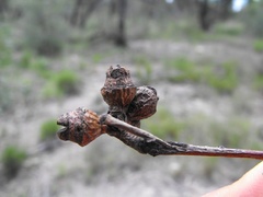 Eucalyptus exserta