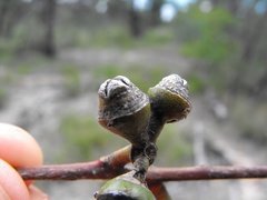 Eucalyptus exserta