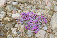 Oxytropis multiceps