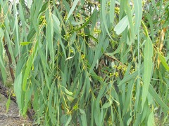 Eucalyptus exserta
