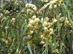 Eucalyptus exserta