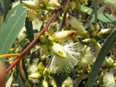 Eucalyptus exserta