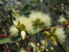 Eucalyptus exserta