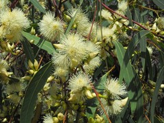 Eucalyptus exserta