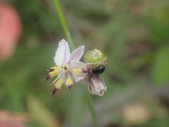 Arthropodium milleflorum
