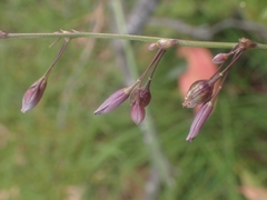 Arthropodium milleflorum
