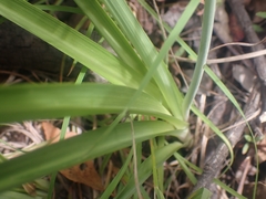 Arthropodium milleflorum