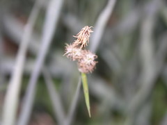 Carex tomentosa