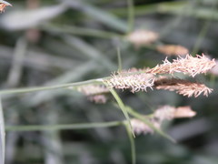 Carex tomentosa