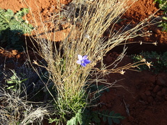Wahlenbergia queenslandica