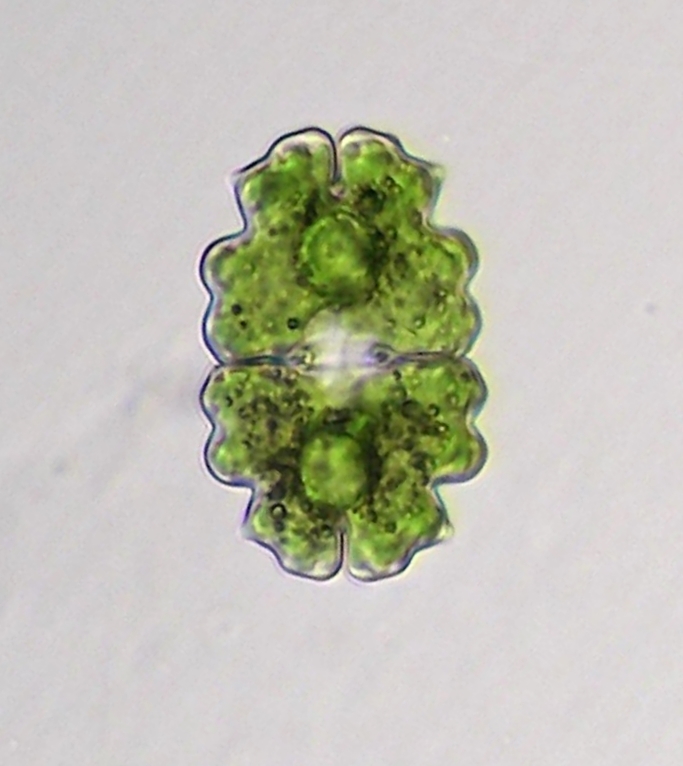 Euastrum bidentatum