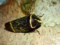 Trichoscarta