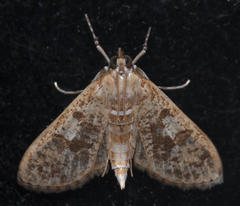 Palpita arsaltealis