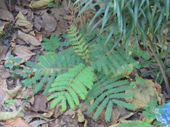 Magnoliopsida