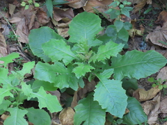 Magnoliopsida