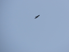 Milvus migrans