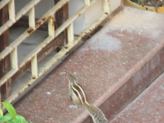 Funambulus pennantii