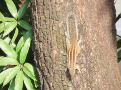 Funambulus pennantii