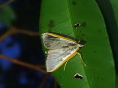 Pylartes subcostalis