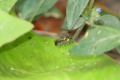 Ropalidia bicolorata