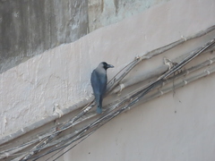 Corvus splendens