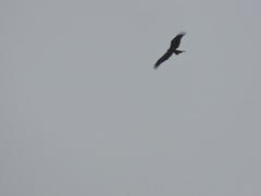 Milvus migrans