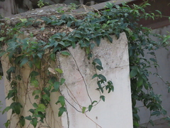 Magnoliopsida