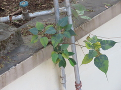 Ficus religiosa