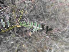 Indigofera brevidens