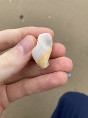 Ancillista velesiana