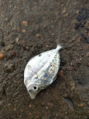 Leiognathidae