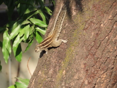 Funambulus pennantii