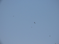 Milvus migrans
