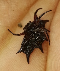 Gasteracantha curvispina