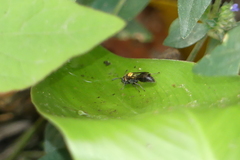 Ropalidia bicolorata