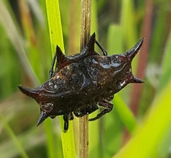 Gasteracantha curvispina