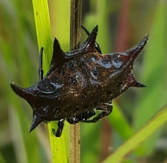 Gasteracantha curvispina