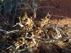 Dactyloctenium radulans