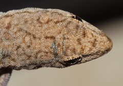 Lygodactylus angolensis