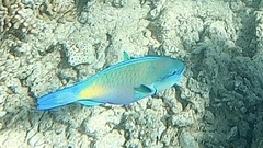 Chlorurus