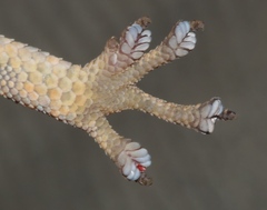 Lygodactylus angolensis