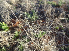 Eragrostis setifolia