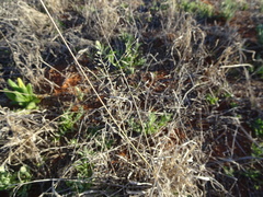 Eragrostis setifolia