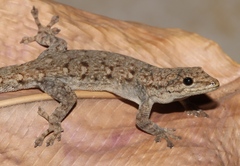 Lygodactylus angolensis
