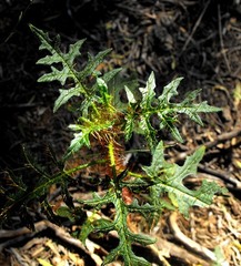 Solanum mitchellianum