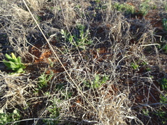 Eragrostis setifolia