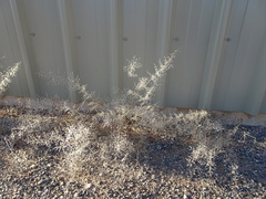 Eragrostis setifolia