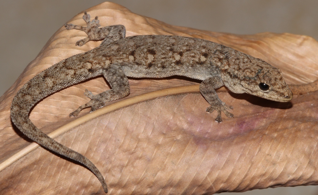 Angola Dwarf Gecko